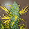 Original Auto Sour Diesel (Fast Buds) Cannabis-Samen