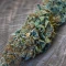 Planet Of The Grapes Auto (Ethos Genetics)