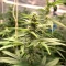 Runtz Triploid (Advanced Seeds)
