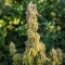 S.T.D (Cream of the Crop Seeds) Cannabis-Samen