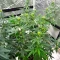 Skystomper 2.0 Auto feminisierte Samen (Mephisto Genetics)