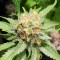 Violet Kush Auto (Garden of Green Seeds) Cannabis-Samen