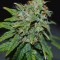 24K Gold (AKA Kosher Tangie) (DNA Genetics) Cannabis-Samen