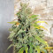 Original Auto Russian (Fast Buds) Cannabis-Samen
