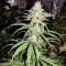 Lemon OG Kush (DNA Genetics) Cannabis-Samen