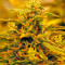 Jack 47 Auto (Sweet Seeds) Cannabis-Samen