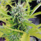 Mexican Airlines Auto (Fast Buds) Cannabis-Samen