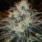 American Stafford (Kera Seeds) Cannabis-Samen