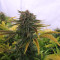 Critical Kush regular (Barney's Farm) Cannabis-Samen