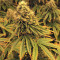 Gorilla Bomb (Bomb Seeds) Cannabis-Samen