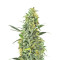 Hindu Kush (Sensi Seeds) Cannabis-Samen