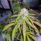 Hindu Kush (Sensi Seeds) Cannabis-Samen