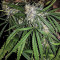 Killer Purps (Bomb Seeds) Cannabis-Samen