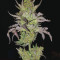 Monster Bruce Banner (Monster Genetics) Cannabis-Samen