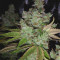 Ocean Grown Cookies (Dinafem Seeds) Cannabis-Samen