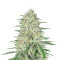 Pennywise regular (TGA Subcool Seeds / SubCool’s The Dank) Cannabis-Samen