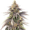 Pure Gelato (Vision Seeds) Cannabis-Samen