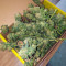 Sherbert Dab (Big Head Seeds) Cannabis-Samen