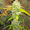Sherbet (Seedstockers) Cannabis-Samen