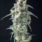 Strawberry Banana (Big Head Seeds) Cannabis-Samen