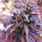 Thai Chi (Ace Seeds) Cannabis-Samen