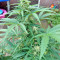 White Widow Auto cannabis strain
