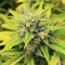 Also Know 47 Autoflower feminisierte Samen (Seedkeepers)