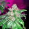 Delicious Cookies Early Version feminisierte Samen (Delicious Seeds)