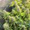 Dozy Whale feminisierte Samen (AlphaFem Seeds)