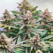 Glue Cookies feminisierte Samen (AlphaFem Seeds)