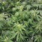 Glueberry (Expert Seeds) Cannabis-Samen