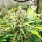Godzilla Original Glue GG#4 Auto-Samen (Herbies Seeds)