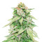 GG#4 Original Glue Autoflower (Seedstockers) Cannabis-Samen