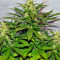 Jack Herer (GHS) Cannabis-Samen