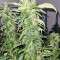Mango Crunch regular (RQS) Cannabis-Samen