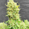 North Thunderfuck (RQS) Cannabis-Samen