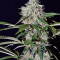 Northern Lights Auto (GHS) Cannabis-Samen