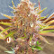 Red Hot Cookies feminisiertes Saatgut (Sweet Seeds)