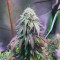 Z (Blackskull Seeds) Cannabis-Samen zu verkaufen