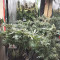 Strawberry Eclair (G13 Labs) Cannabis-Samen zu verkaufen