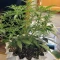 Kaufe Godzilla Cookies Auto Samen feminisiert von Herbies Seeds