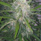Orange Sherbet Auto Cannabis-Samen Kaufen