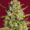 Kaufe Strawberry Pie Auto Samen feminisiert von Fast Buds