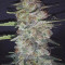 Purple Punch Auto (Fast Buds) Cannabis-Samen zu verkaufen