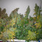 Blueberry Cheesecake (Female Seeds) Cannabis-Samen zu verkaufen