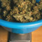 Stress Killer Automatic CBD (RQS) Cannabis-Samen zu verkaufen