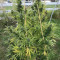 Eleven Roses (Delicious Seeds) Cannabis-Samen zu verkaufen