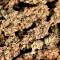 Auto Cinderella Jack Cannabis-Samen Kaufen
