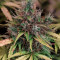 Auto Tutankhamon Cannabis-Samen Kaufen