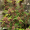 C4 Auto Cannabis-Samen Kaufen